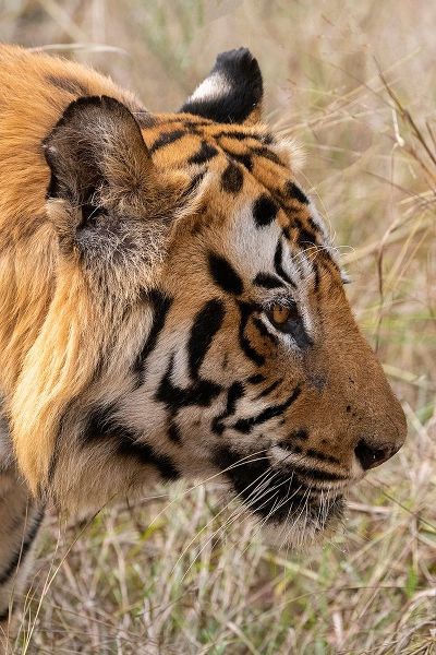 India-Madhya Pradesh-Bandhavgarh National Park Bengal tiger